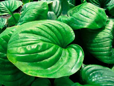 Blue Angel Hosta, Hosta x 'Blue Angel', Monrovia Plant