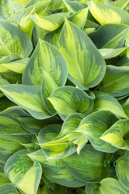 Mojito Hosta - Shade Perennial Fragrant Hosta Plant