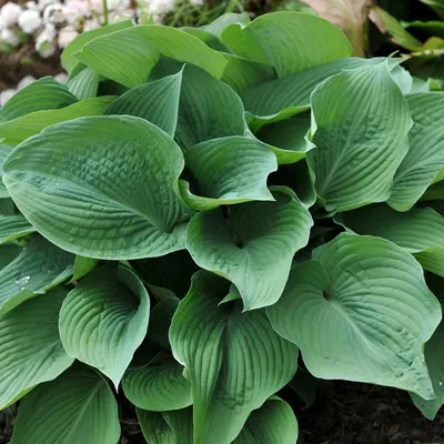 Hosta Island Breeze - Buy Hostas Perennials Online