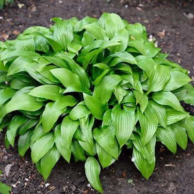 Pretty Silvery Blue Hosta Plants For Sale Online | Blue Angel – Easy To  Grow Bulbs