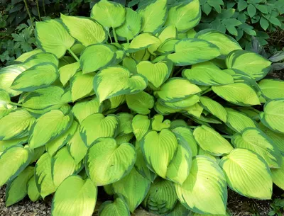 Siebold's plantain lily (Hosta sieboldii) Flower, Leaf, Care, Uses -  PictureThis