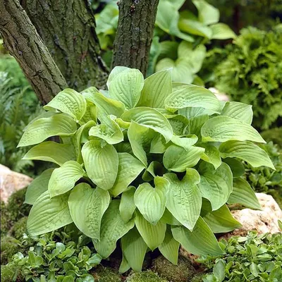 Hosta Gold Standard - a Classic gorgeous hosta!