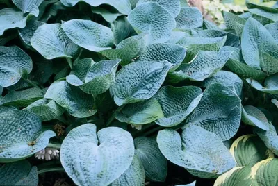 August Moon Hosta - Golden Green Heart Shaped Foliage - Quart Pot - Hirt's  Gardens