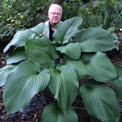 Big Daddy Hosta, Hosta x 'Big Daddy', Monrovia Plant