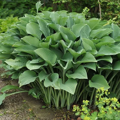 Huge Blue-Green Hosta Bulbs For Sale Online | T-Rex – Easy To Grow Bulbs