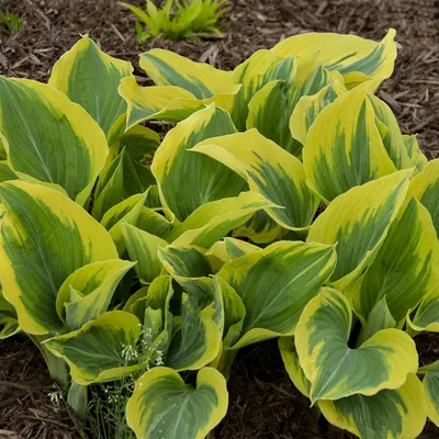 Krossa Regal Hosta | American Meadows