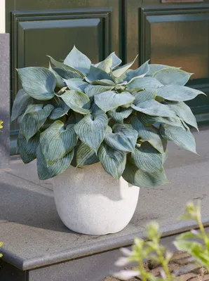 Hosta Liberty - Buy Hostas Perennials Online