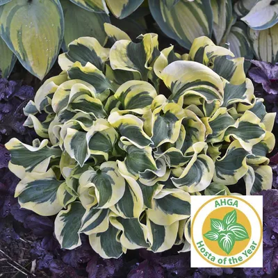 Hosta Miss America | Miss America Hosta