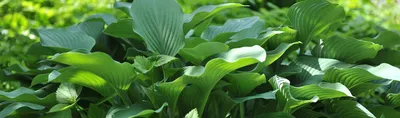 Hosta Mini Skirt - Sugar Creek Gardens