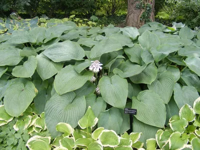 Hosta, Plantain Lily - American Meadows