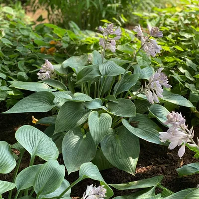 Hosta Mini Mix Collection - Set of 6 Hosta - Sugar Creek Gardens