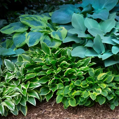 Hosta 'Halcyon' - Midwest Groundcovers, LLC