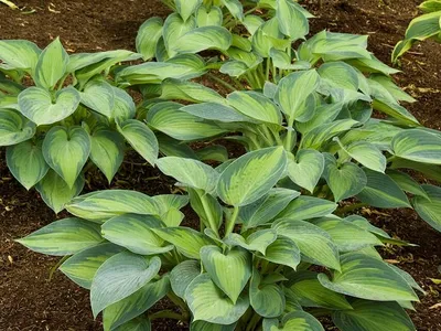 Mixed Hosta Bare Roots For Sale | Hosta Bumper Crop Mix – Easy To Grow Bulbs
