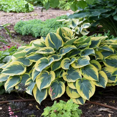 SHADOWLAND® 'Wu-La-La' Hosta - Garden Crossings