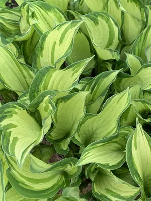 Hosta, June - Campbell's Nursery