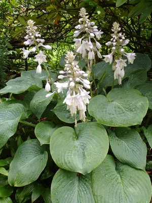 First Frost Hosta – New Blooms Nursery