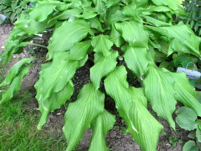 Green Lava Hosta - 4.5 Inch Container (NEW For 2020!) - New Hampshire Hostas