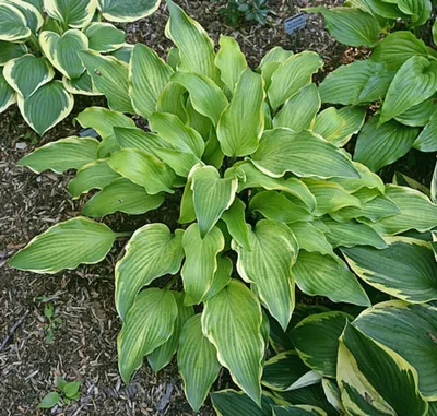 Hosta seiboldiana - Balkan Ecology Project