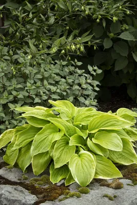Carefree White Hosta Bare-Root Plants for Sale | White Feather – Easy To  Grow Bulbs