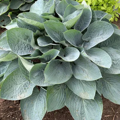 Fragrant Bouquet Hosta, Hosta fortunei 'Fragrant Bouquet', Monrovia Plant