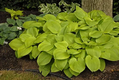 Hosta longipes. Hosta Stock Photo - Alamy