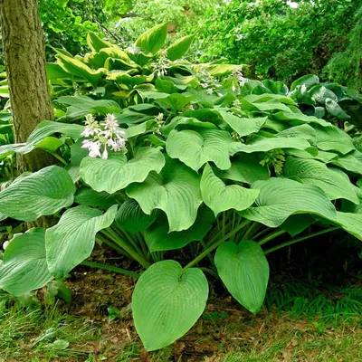 SHADOWLAND® 'Above the Clouds' Hosta - Garden Crossings