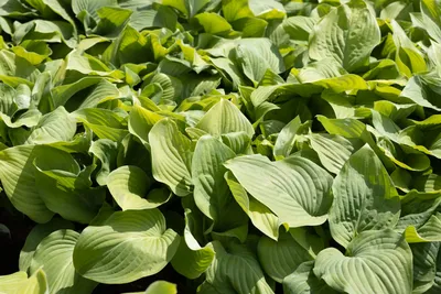 Hosta Longipes Photos and Images | Shutterstock