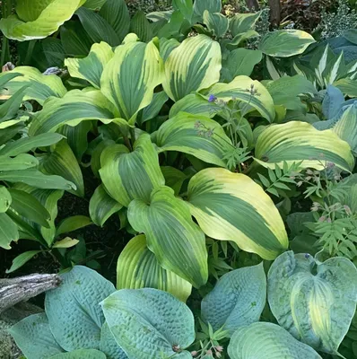 Hosta 'August Moon'