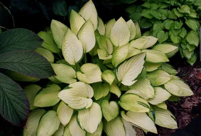 Get the Most Out of Hosta – and have outstanding shade gardens | The Tree  Center™