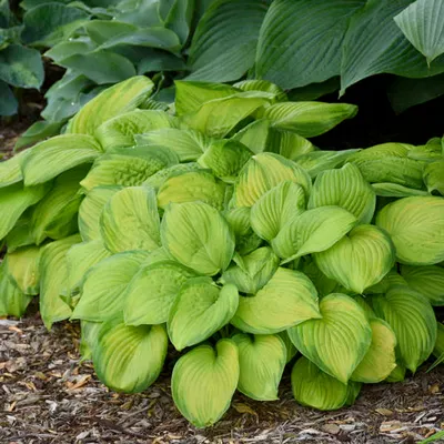 Monkey Business Hosta - 4.5 Inch Container - New Hampshire Hostas