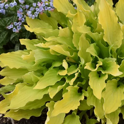 Hosta 'Stained Glass'