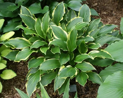 Hosta Mixed Varieties (3.5\" Pot) | Little Prince To Go