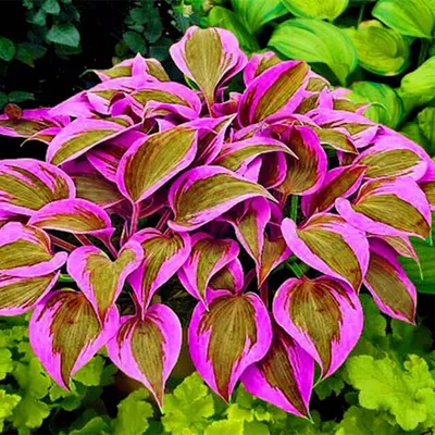 Harpoon Hosta - Shade Perennial Medium Hosta Plant