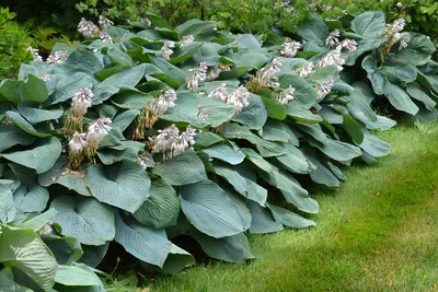 High Poly | Hosta Plantaginea (Hosta) 3D Model - GlobePlants