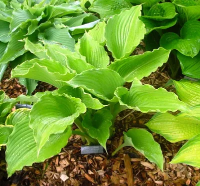 Grand Canyon Hosta - Shade Perennial Large Sun Tolerant Hosta Plant