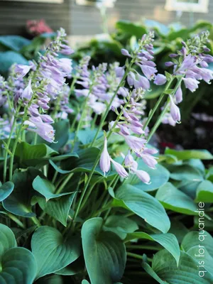 Hosta Royal Performance Collection - Choice of Variety — Pacific Royal