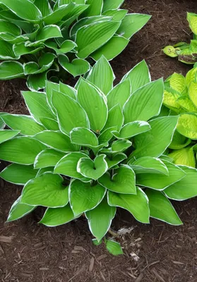 hosta flowers, yes or no? – q is for quandie
