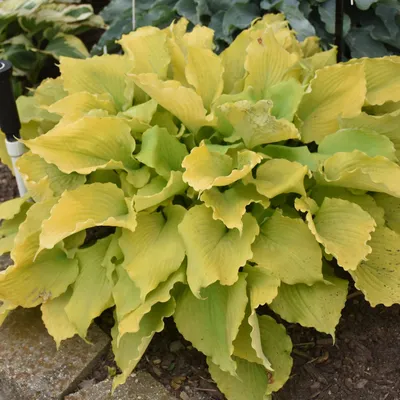 Hosta, Francee - Campbell's Nursery