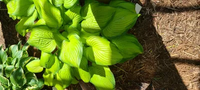 SHADOWLAND® 'Echo the Sun' Hosta - Garden Crossings