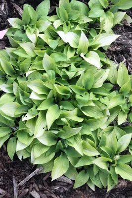 Hosta Yellow Sapphire | Yellow Sapphire Hosta