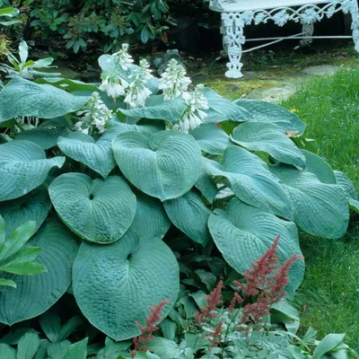 Hosta Large Leaf Bressingham Blue - 3 bare roots - Longfield Gardens