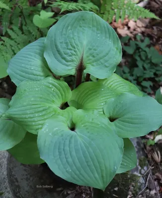 Halcyon Hosta, Plantain Lily | American Meadows