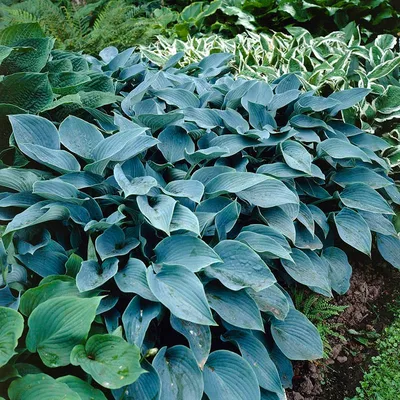 Hosta 'Almost' - buy Plantain Lily at Coolplants