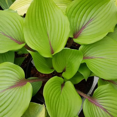 SHADOWLAND® 'Above the Clouds' Hosta - Garden Crossings