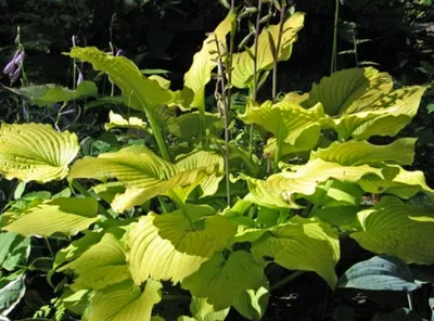 Relentless Hosta - 4.5 Inch Container (NEW For 2024!)