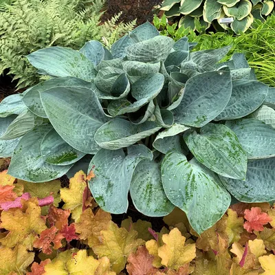 T Rex Hosta, Hosta x 'T Rex', Monrovia Plant