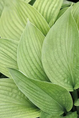 Hosta Maple Leaf, Plantain Lily, Maple Leaf, #1 - Behmerwald Nursery