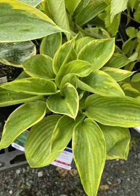 Hosta Perennials For Sale | Patriot Hostas | DutchGrown™