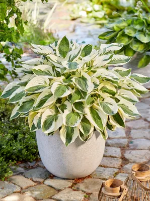 River Dance Hosta - 4.5 Inch Container (NEW For 2024!)