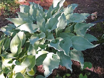 Hosta 'Silly String' | White Flower Farm